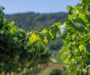una rama de uvas en un viñedo con montañas en el fondo en Ferienhaus Scheer, en Retz