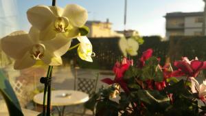 Zahrada ubytování Hotel Villa Truentum