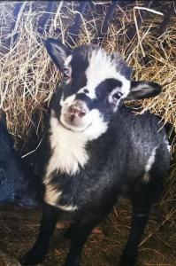 a black and white goat standing next to hay at Ferienhaus mit Minibauernhof in Munster im Heidekreis