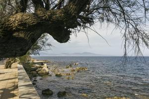 レスカラにあるApartamento Marの水の木