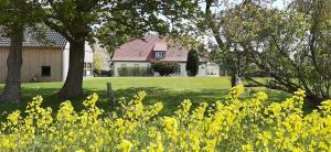 a field of yellow flowers with trees and a house at Gutshaus Neu Farpen in Neuburg