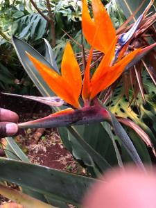 una flor naranja está creciendo en una planta en Edaala Comfort - Cottage Rooms, en Nairobi