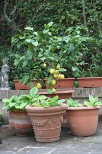 A garden outside Villa Balducci