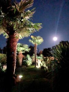 A garden outside Villa Balducci