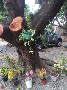 un árbol con macetas de plantas y un coche en Teddys Bed & Breakfast lodge, 