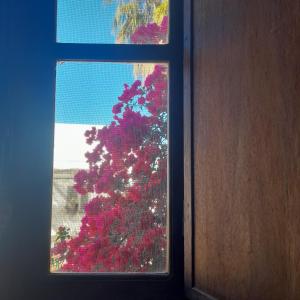 a window with a view of a tree with red leaves at Monte da Lagoa in Altura