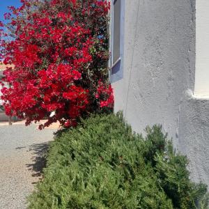 un arbusto con flores rojas junto a una ventana en Monte da Lagoa, en Altura