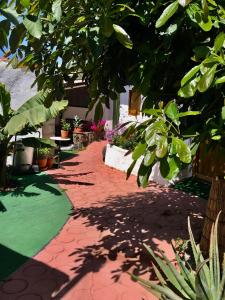 une passerelle en brique rouge avec des plantes et un arbre dans l'établissement Finca Casa Madera, à Icod de los Vinos