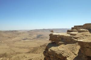 Kojot stojący na szczycie klifu na pustyni w obiekcie Desert Breeze w mieście Micpe Ramon