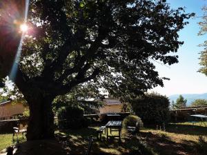 Ein Baum in einem Hof mit einer Bank darunter. in der Unterkunft Chateau De Riverie chambres et table d'hôtes in Riverie