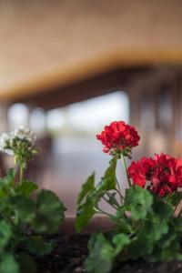 un groupe de fleurs rouges dans un pot dans l'établissement Fenil Conter Cottage & Suite, à Pozzolengo