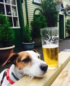 a dog laying on a table next to a glass of beer at The New Forest Inn in Lyndhurst