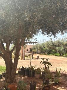 Un arbre et une bande de plantes dans un parc dans l'établissement Upupa de l’Atlas, à Marrakech