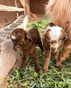 Deux bébés chiots marchant à côté d'une chèvre dans l'établissement Upupa de l’Atlas, à Marrakech