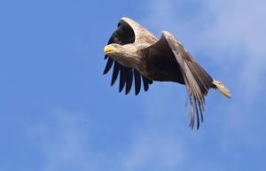 an eagle flying in the sky at Kopice " Kowalczyk Hotel Residences In Nature Parks " in Gollnow
