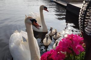 un groupe de cygnes dans l'eau avec des fleurs roses dans l'établissement Out Of Amsterdam, River Apartment Close to City, à Broek in Waterland