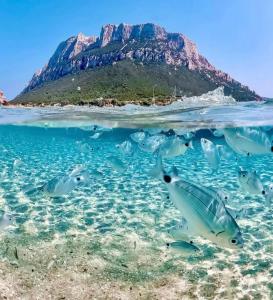 un gruppo di pesci che nuotano nell'oceano con un'isola sullo sfondo di Villa Vittoria a San Teodoro