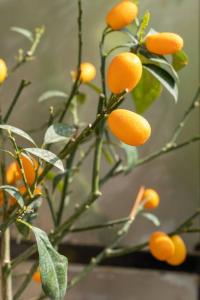 a bunch of oranges growing on a tree at Classy & Comfy 1 BD Apt 4' to Acropolis in Athens