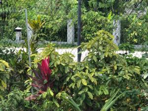 Afbeelding uit fotogalerij van Negril Beachside in Negril