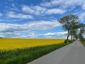 un camino a través de un campo de colza con un árbol en KAPITAŃSKI en Giżycko