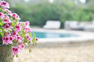 um vaso cheio de flores rosas ao lado de uma piscina em Le Mas des Perrines Maison d’Hôtes em Pernes-les-Fontaines