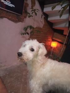 サンパウロにあるSão Paulo Wanderlust G Hostelの白犬