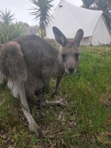 a kangaroo laying in the grass next to a tent at Macedon Ranges Glamping in Macedon
