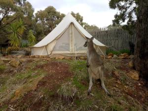 a goat standing in front of a tent at Macedon Ranges Glamping in Macedon