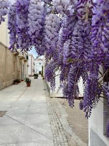 Wiecznik z fioletowych kwiatów wiszący nad ulicą w obiekcie À Grancéa w mieście Calasetta
