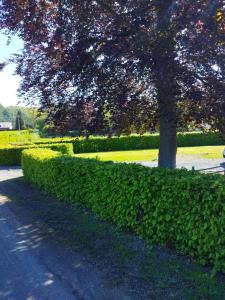 En trädgård utanför Le Clos des 3 - Vacances avec vue en Ardennes à 5 kilomètres de La Roche - MAISON de 90 m2 avec chambres - avec magnifique jardin