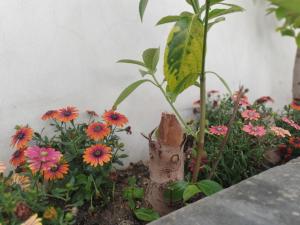 Jardin de l'établissement Miro B&B