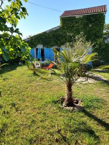 un petit palmier dans la cour d'une maison dans l'établissement Villa Oleronaise, au Château-dʼOléron