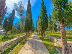 a tree lined path in a park with trees at Apartment Renata in Sutivan +17 photos