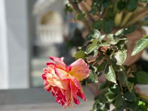 a pink and orange flower on a plant at Phoenix in Fira