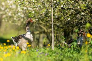 een vogel die in een bloemenveld staat bij Casa Panorâmica Aurora in Celorico de Basto +51 foto's