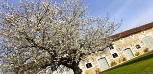 Suaux的住宿－Les Quintanes，建筑物前有白色花的树