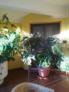 two potted plants sitting on a tile floor in a room at Il Sole Baunei by the sea in Santa Maria Navarrese