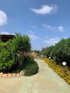 a walkway in a garden with a palm tree and flowers at Villa Maveda, un dammuso immerso nel verde in Lampedusa