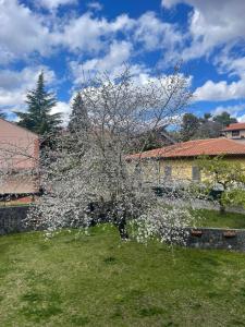 a tree with white flowers in a yard at Etna sotto il ciliegio in Ragalna