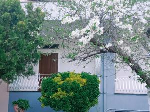 a blue building with a window and a flowering tree at Rachel's guest apartments in Santa Maria Capua Vetere