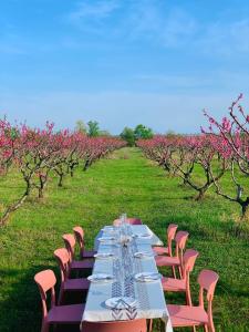 a long table in a field with pink trees at Mestvireni in Tʼelavi