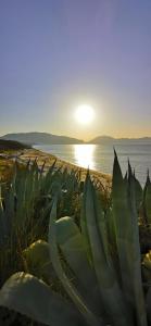 una pianta sulla spiaggia con il sole sullo sfondo di Azienda Agrituristica Baglio Carta a Balestrate