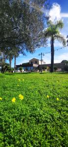 un prato verde con fiori gialli e una palma di Azienda Agrituristica Baglio Carta a Balestrate