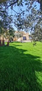 a field of green grass with a tree in the foreground at Azienda Agrituristica Baglio Carta in Balestrate