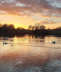 un gruppo di cigni che nuotano in un lago al tramonto di ALVASTON, DERBY Entire 1 Bed House & South Facing Patio Garden a Derby