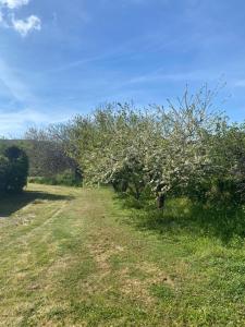 un manzano con flores blancas en un campo en L’Ortensia en Chia