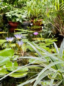 Heitiare lodge في Paea: بركة بها زهور أرجوانية ونباتات خضراء