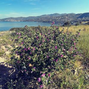 a bush with pink flowers in a field next to the water at Perdika's Nest, family friendly house by the sea in Perdika