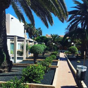 un parc avec des palmiers et un trottoir avec des buissons dans l'établissement Corralejo Suite Pool & Gardens - Alisios Playa, à Corralejo