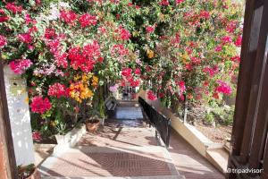 Vonkajšia záhrada v ubytovaní Corralejo Suite Pool & Gardens - Alisios Playa